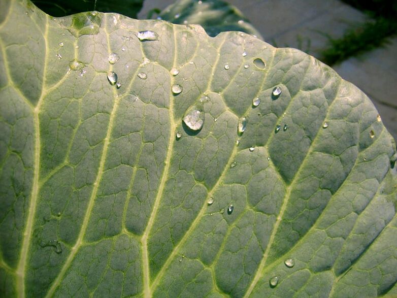 La compresa de hoja de col ayudará a eliminar las venas varicosas en las piernas.